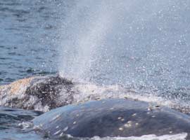 Gey whales